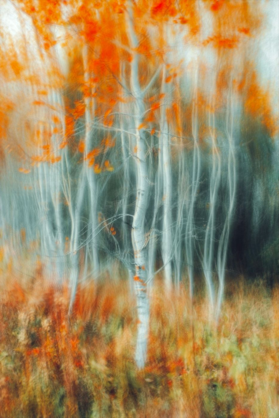 Birch trees with orange autumn leaves